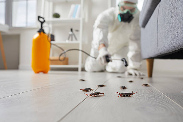 Commercial Kitchen Cockroach Control in Sachse